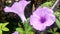 Macro image of spring lilac violet flowers simple