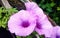 Macro image of spring lilac violet flowers simple and leaf green natural elegant . flower violet nature