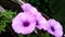 Macro image of spring lilac violet flowers simple and leaf green natural elegant . flower violet nature
