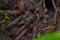 Macro image of Tarantula spider of Borneo