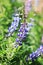 Macro image of a Texas Bluebonnet