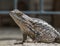 Macro image of a Texas Spiny Lizard`s head