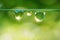 Macro image of three beautiful round drops of morning dew on the grass, sparkling in the morning light.