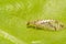 A macro image of a tiny Brown Lacewing, Hemerobiidae