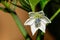 A macro image of a tiny Chilli Flower.