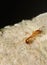 A macro image of the tiny Orange Ant, Myrmica ruginodis