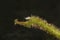 A macro image of a tiny White Aphid on a leaf stem with another hiding on the end