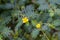 Macro image of Tribulus terrestris plant with flower