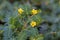 Macro image of Tribulus terrestris plant with flower