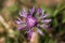 Macro image of a violet flower that almost looks likea a diamond