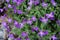 Macro image of violet flowers on green leaves background