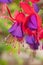 A macro image of the vivid blooms of fuchsia growing in a spring garden