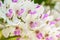Macro image of white and purple orchid, Rhynchostylis gigantea.