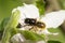 Macro image of a wild bee of the species European orchard bee sitting on an apple blossom