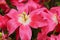 Macro image of wilted tulip pink