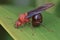 Macro Image Of A Winged Ant