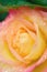 Macro image of yellow-pink rose with water drople