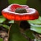 Macro images of young rafflesia flower plant in the rainforest