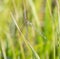 Macro of an Immature Tule Bluet Damselfy Enallagma carunculatum Resting on a Stalk