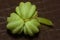 Macro of a Indian Cress seed