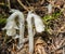 Macro of Indian Pipe (Monotropa uniflora) growing in the forest