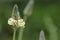 Macro of inflorescence of plantain