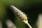 Macro of inflorescence of plantain