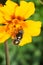 Macro of the inflorescence of the yellow marigold Tagetes erecta and the flower caucasian flies hoverfly Eristalinus aeneus