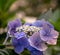 Macro of the inner of a blue violet white hydrangea / hortensia blossom