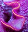 Macro of the inner of a celosia blossom in pink, violet and yellow