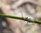 Macro of an insect : Gaurotes virginea