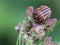 Macro of an insect : Graphosoma lineatum