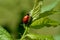 Macro insect lady bug