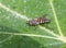 Macro of an insect : tabanus sudeticus