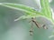 Macro of an insect : Tipula