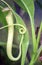 Macro insectivorous plants