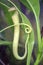 Macro insectivorous plants