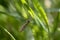 Macro insects resting on plants, eating and then flying away on a sunny day.