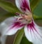 Macro Inside detail of a painted trillium