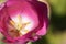 Macro inside a pink tulip flower