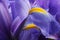Macro iris