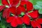 Macro of Ivy Geranium \\\'Dark Red Blizzard\\\' Flowers