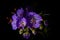 Macro of Ivyleaf Morningglory Ipomoea hederacea Wildflower - Cumberland Gap National Historical Park - Kentucky