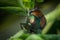 Macro Japanese Beetle