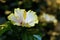 Macro of a Japanese rose bloomed 