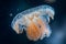 Macro Jellyfish Photography - Underwater Elegance Close-Up