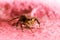 Macro Jumping spider on pink background