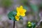 Macro of kingcup Caltha palustris flower