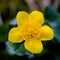 Macro of kingcup Caltha palustris flower