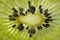 Macro kiwi slice. Transparent closeup texture of kiwi